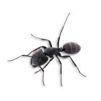 a close-up of a carpenter ant