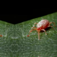 a group of ants on a leaf