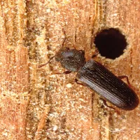 Powderpost Beetle. Photo credit: National Pest Management Association Tom Myers
