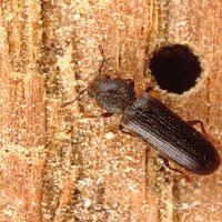 Powderpost Beetle | Ozane termite and Pest Control