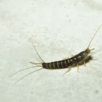 Silverfish