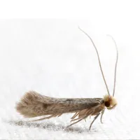 a close up of a clothes moth