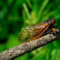 Cicada Killers | Palmetto Exterminators