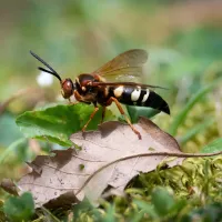 Cicada Killers | Preferred Pest Control