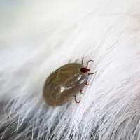 tick on fur