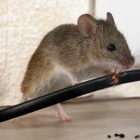 a mouse on a table