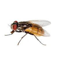 Houseflies | Ozane Termite and Pest Control