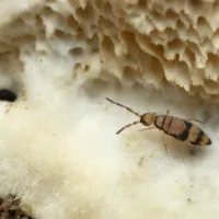 a bug on a white surface