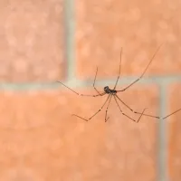 Cellar Spider | Ozane Termite and Pest Control