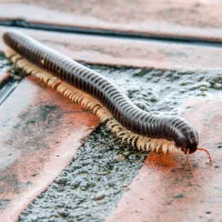 Millipede Toms River