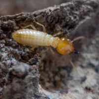 eastern subterranean termite on wood