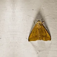 two moth on a white surface