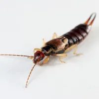 a close up of earwig