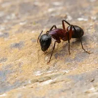 a couple of ants on a rock