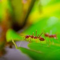 Fire ants on a leaf