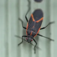 boxelder bug Toms River