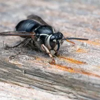 a close up of a Bald-faced Hornet