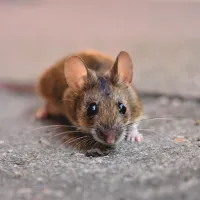 deer mouse on a rock