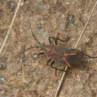 Boxelder Bugs | PestNow