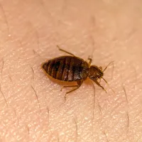 a close up of a bed bug on skin