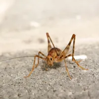 camel cricket