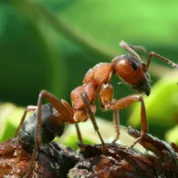 a group of ants on a branch