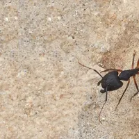 pavement ant on pavement