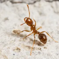 Fire ants | Preferred Pest Control