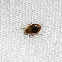 a brown bug on a white surface