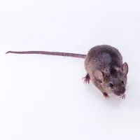 brown rat on a white surface