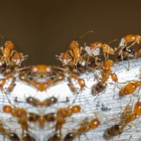 Pharaoh Ants | Ozane Termite and Pest Control