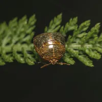 a snail on a leaf