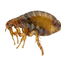 a close-up of a flea