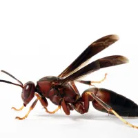 a close up of a paper wasp