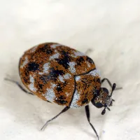 a brown and black bug