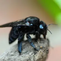 a black and brown bee