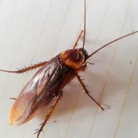 a close up of an American cockroach on wood