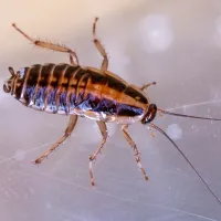 a close up of a german cockroach