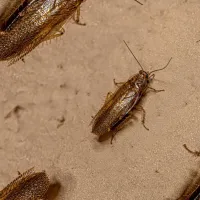 a group of asian cockroaches on the ground