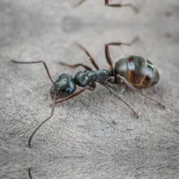 Odorous House Ants | Ozane Termite and Pest Control