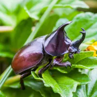 a beetle on a leaf