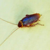 Asian Cockroach | Palmetto Exterminators