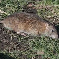 a rodent on the ground