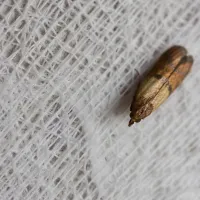 a brown moth on a white surface