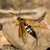 cicada killer on a rock