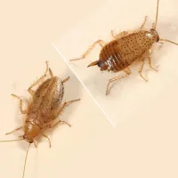 a close-up of Spotted Mediterranean Cockroaches