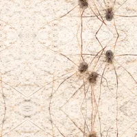 Cellar Spiders (Daddy Longlegs) on a wall