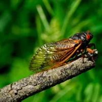 cicada on branch
