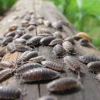 sowbugs on a log