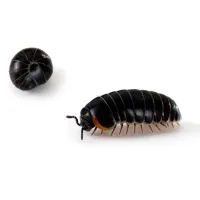 Pill Bugs | Ozane Termite and Pest Control